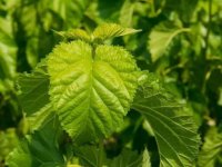 夏天養(yǎng)蠶桑葉一會(huì)就干了怎么辦？