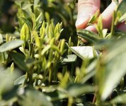 茶的原產(chǎn)地是哪個(gè)國(guó)家？