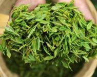 茶樹產(chǎn)量高嗎？一畝產(chǎn)多少斤？